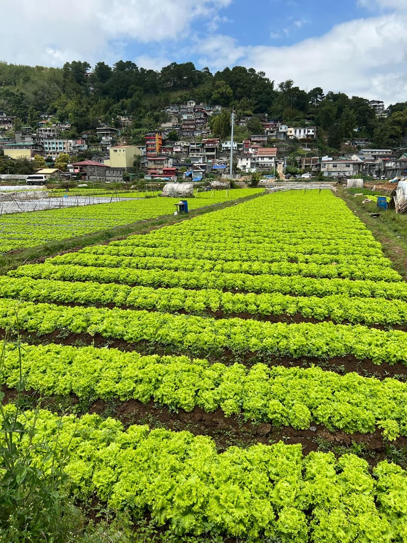 La Trinidad Strawberry Farm Image